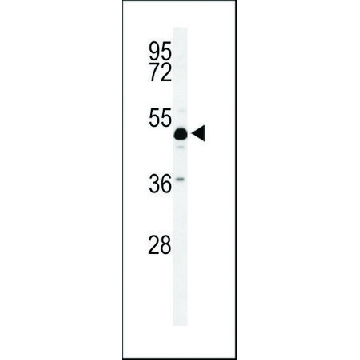 ANTI-ANKH(C-TERMINAL) antibody produced in rabbit，400UL，SAB1307228-400UL，Sigma