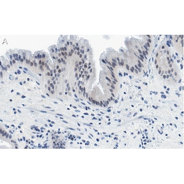 抗-Nrf2 抗体，克隆5B20 ，ZooMAb®兔单克隆抗体，25UL，ZRB1493-25UL，Sigma