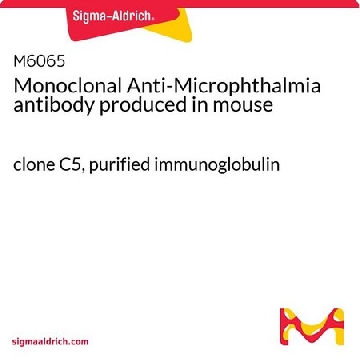 Monoclonal Anti-Microphthalmia antibody produced in mouse，100UG，M6065-100UG，Sigma
