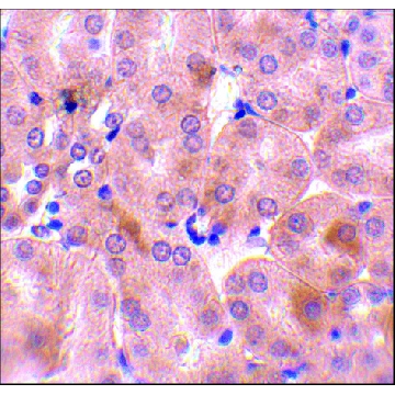 Anti-BFL-1 (ab1) antibody produced in rabbit，100UG，PRS3873-100UG，Sigma