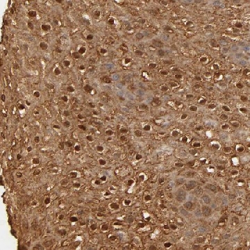 Anti-OVOL1 antibody produced in rabbit，100UL，HPA003984-100UL，Sigma