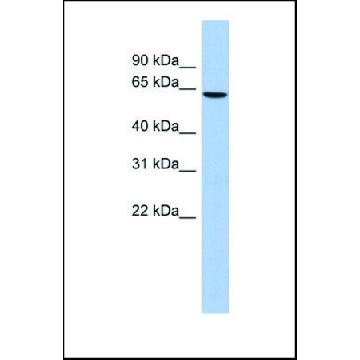 抗  MLKL，100UL，SAB2108746-100UL，Sigma