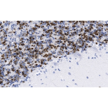 Anti-MDM2 Antibody, clone Z6H3 ZooMAb® Rabbit Monoclonal，4X25UL，ZRB1127-4X25UL，Sigma