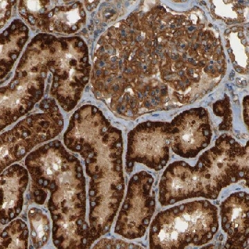 Anti-DNAJC5 antibody produced in rabbit，100UL，HPA013154-100UL，Sigma