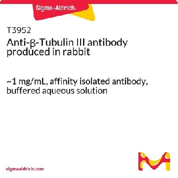 抗-β-微管蛋白III 兔抗，100UG，T3952-100UG，Sigma