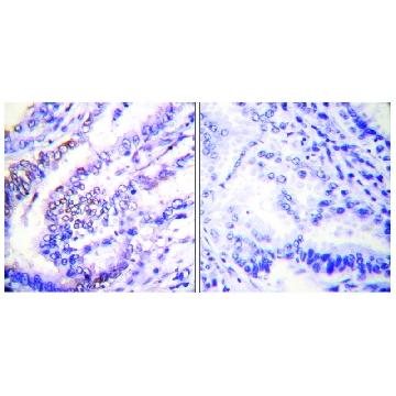 Anti-Cyclin E1 antibody produced in rabbit，100UG，SAB4503516-100UG，Sigma