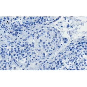 Anti-OCT4 Antibody, clone 4N8, ZooMAb® Rabbit Monoclonal，25UL，ZRB1101-25UL，Sigma