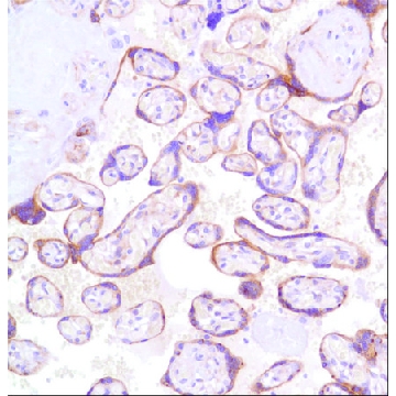 Anti-Glypican-3 antibody, Rabbit monoclonal，100UL，SAB5500115-100UL，Sigma