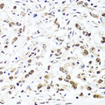 Anti- HIRA antibody produced in rabbit，100UL，SAB5701648-100UL，Sigma