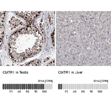 Anti-CMTR1 antibody produced in rabbit，100UL，HPA029980-100UL，Sigma