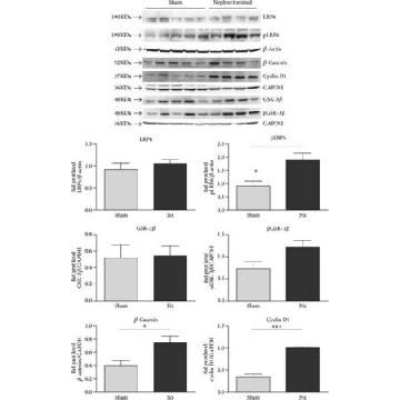 抗-Cyclin D1单克隆抗体 小鼠抗，0.5ML，C7464-.5ML，Sigma