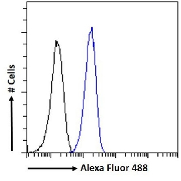 Anti-CAMK2A antibody produced in goat，100UG，SAB2501257-100UG，Sigma