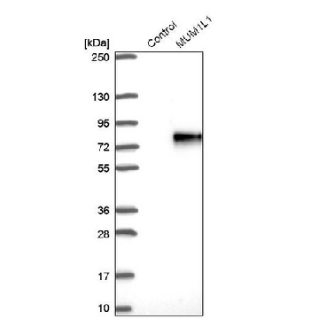 Anti-MUM1L1 antibody produced in rabbit，100UL，HPA000168-100UL，Sigma