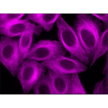 Anti-Rabbit IgG (H+L), CF™ 647 antibody produced in goat，50UL，SAB4600184-50UL，Sigma