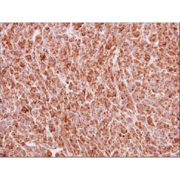 Anti-BMP4 antibody produced in rabbit，100UL，SAB2700755-100UL，Sigma