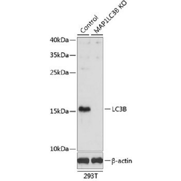 Anti-LC3B antibody produced in rabbit，100UL，SAB5700240-100UL，Sigma
