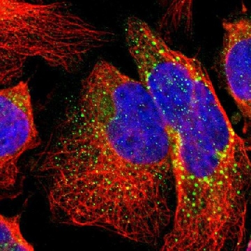 Anti-B3GNT2 antibody produced in rabbit，100UL，HPA005997-100UL，Sigma