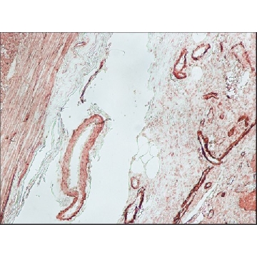 抗-小鼠IgG（Fc特异性）-生物素 山羊抗，1ML，B7401-1ML，Sigma