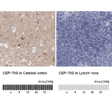 Anti-CEP170B antibody produced in rabbit，100UL，HPA000871-100UL，Sigma