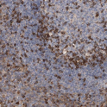 Anti-IPCEF1 antibody produced in rabbit，100UL，HPA028708-100UL，Sigma