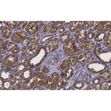 Anti-Erythropoietin Antibody, clone 6E5, ZooMAb® Rabbit Monoclonal，4X25UL，ZRB1366-4X25UL，Sigma