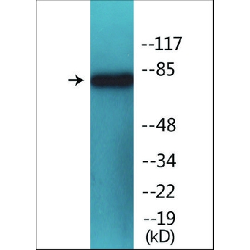 抗磷酸化PI3-激酶p85-α（pTyr⁶⁰⁷） 兔抗，100UG，SAB4504315-100UG，Sigma