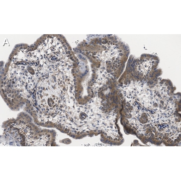 Anti-ZCCHC3 Antibody, clone 1E10 ZooMAb® Rabbit Monoclonal，25UL，ZRB1184-25UL，Sigma