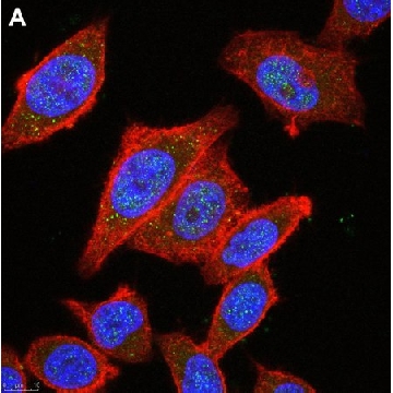 Anti-HDAC4 Antibody, clone 1C16 ZooMAb® Rabbit Monoclonal，25UL，ZRB1550-25UL，Sigma
