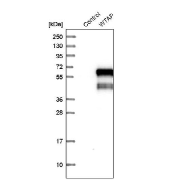 Anti-WTAP antibody produced in rabbit，100UL，HPA010550-100UL，Sigma
