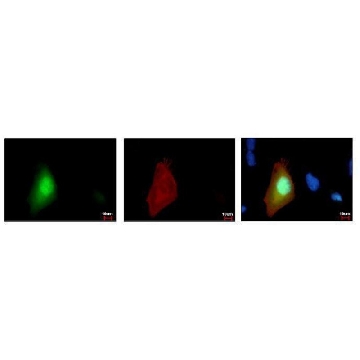 单克隆抗-GFP 小鼠抗，100UL，SAB2702197-100UL，Sigma