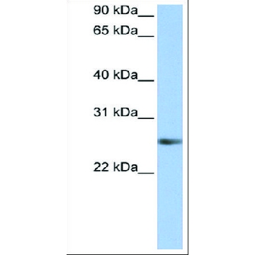 Anti-MyF5 antibody produced in rabbit，100UL，AV32134-100UL，Sigma