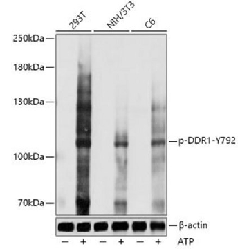 Anti-Phospho-DDR1-Y792 antibody produced in rabbit，100UL，SAB5700578-100UL，Sigma