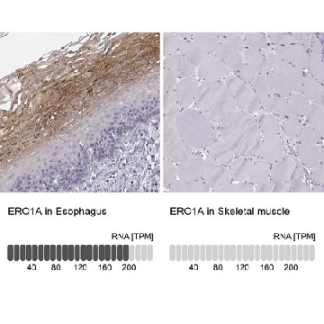 Anti-ERO1A antibody produced in rabbit，100UL，HPA030053-100UL，Sigma