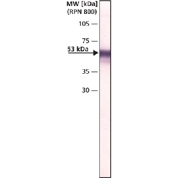 Monoclonal Anti-Ornithine Decarboxylase (ODC) antibody produced in mouse，0.2ML，O1136-.2ML，Sigma