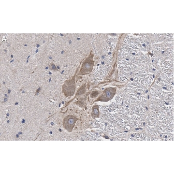 Anti-MRGPRX4 Antibody, clone 3F4 ZooMAb® Rabbit Monoclonal，25UL，ZRB1078-25UL，Sigma