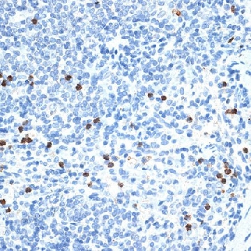 Anti-MMP9 antibody produced in rabbit，100UL，SAB5700633-100UL，Sigma