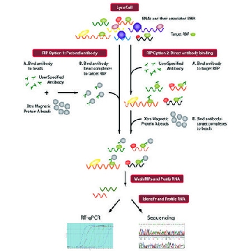 Imprint® RNA免疫沉淀试剂盒，12REACTIONS，RIP-12RXN，Sigma