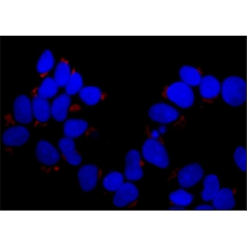 Monoclonal Anti-GOLPH3 antibody produced in mouse，100UL，SAB4200660-100UL，Sigma