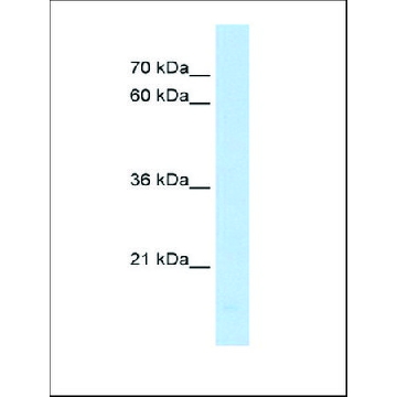 Anti-PPIF antibody produced in rabbit，100UL，AV46141-100UL，Sigma