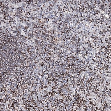 Anti-FRMD4A antibody produced in rabbit，100UL，HPA038449-100UL，Sigma