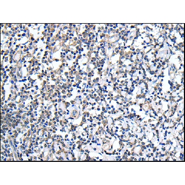 抗-PLAG1，100UL，SAB4301853-100UL，Sigma
