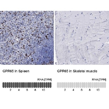 Anti-GPR65 antibody produced in rabbit，100UL，HPA072624-100UL，Sigma