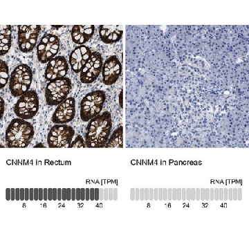 Anti-CNNM4 antibody produced in rabbit，100UL，HPA017732-100UL，Sigma