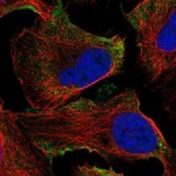 Anti-ADGRD1 antibody produced in rabbit，100UL，HPA076279-100UL，Sigma