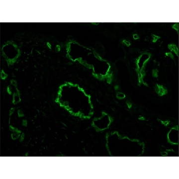抗CD4-FITC小鼠单克隆抗体，0.2ML，P8590-.2ML，Sigma