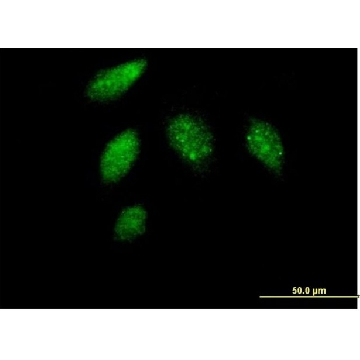 Anti-CCNG1 antibody produced in mouse，50UG，SAB1405572-50UG，Sigma