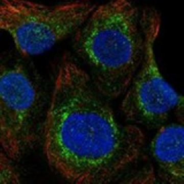 Anti-SELENOO antibody produced in rabbit，100UL，HPA071795-100UL，Sigma