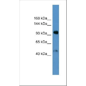 Anti-LPA antibody produced in rabbit，100UL，SAB2107510-100UL，Sigma