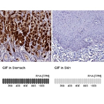 Anti-GIF antibody produced in rabbit，100UL，HPA040774-100UL，Sigma