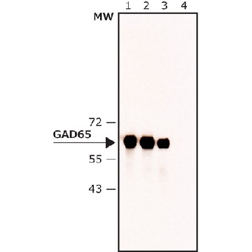 Anti-GAD65 antibody , Mouse monoclonal，200UL，SAB4200232-200UL，Sigma